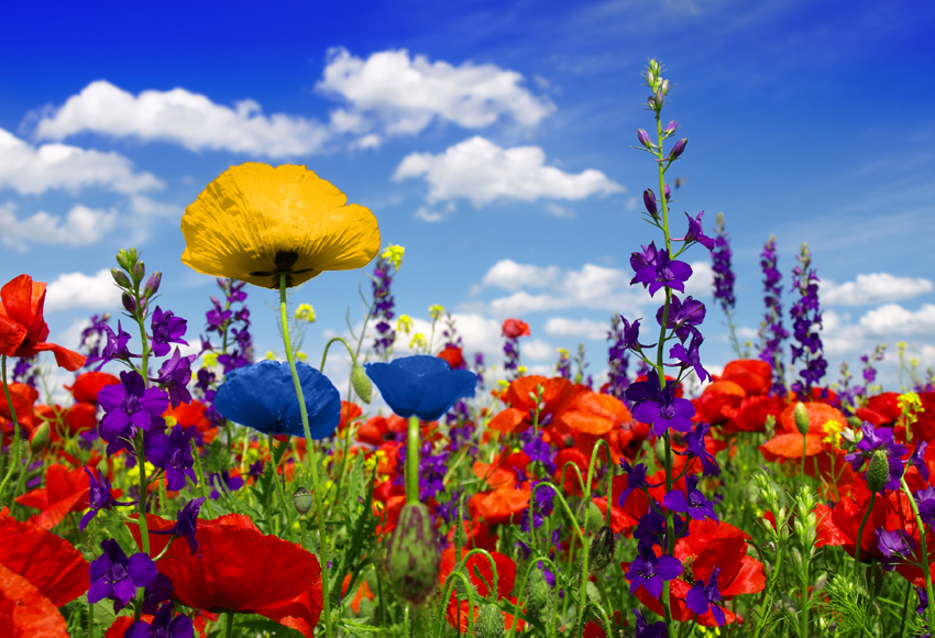 Spring Top Tips